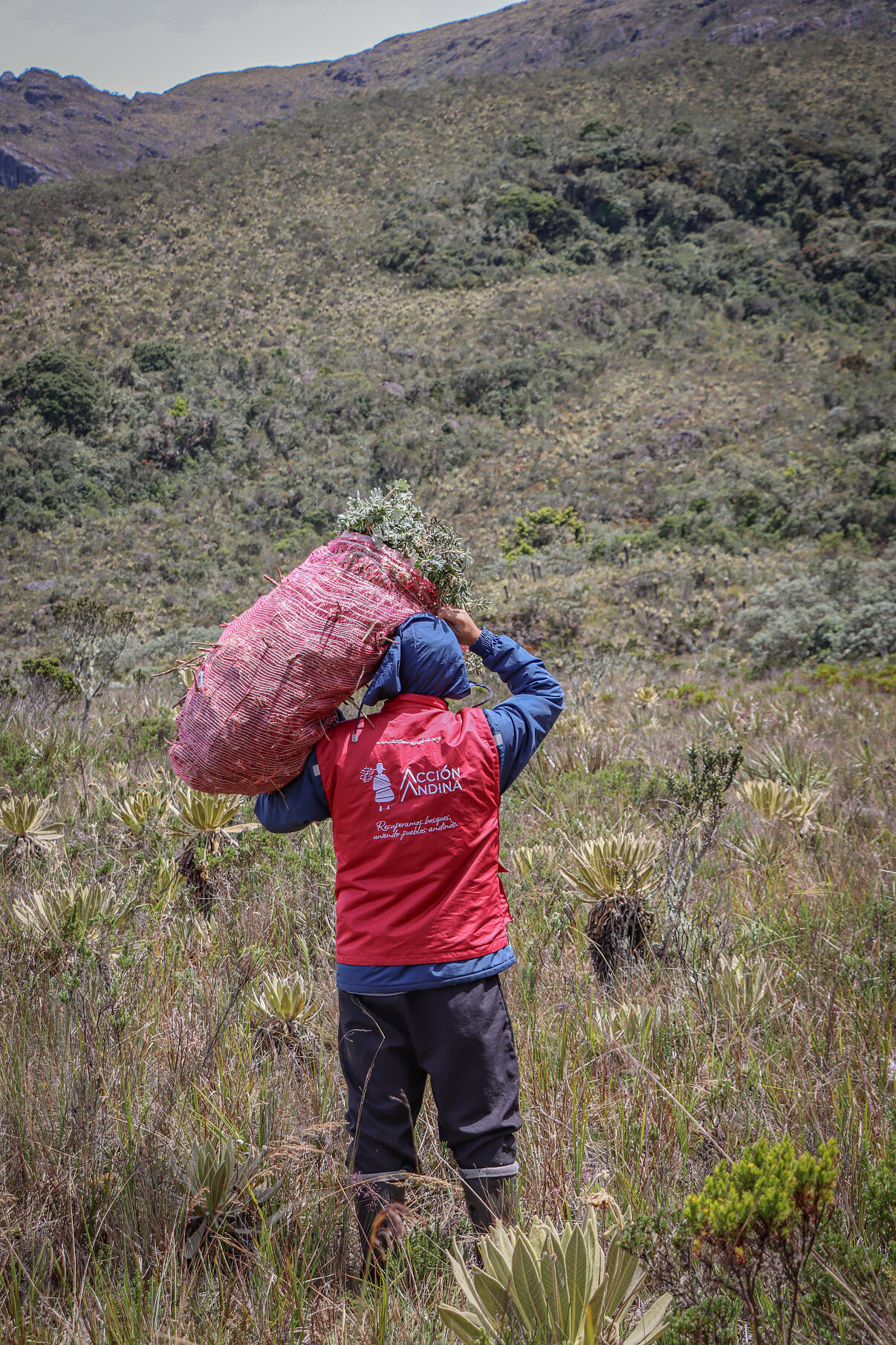TUI Forest Colombia - moving tree from nursery to the forest location