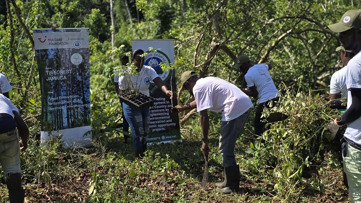 TUI Forest Jamaica - project team planting trees in Cockpit Country