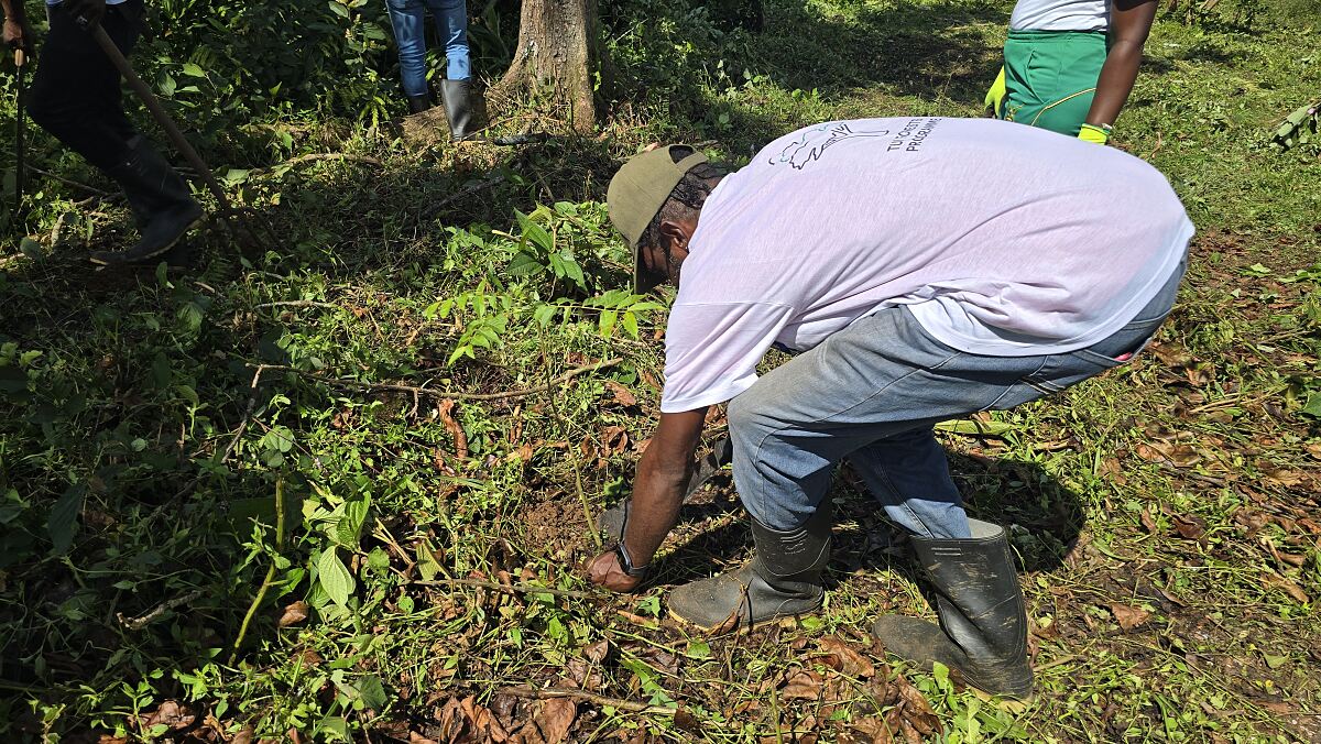 TUI Forest Jamaica - transplanting from nursery to forest