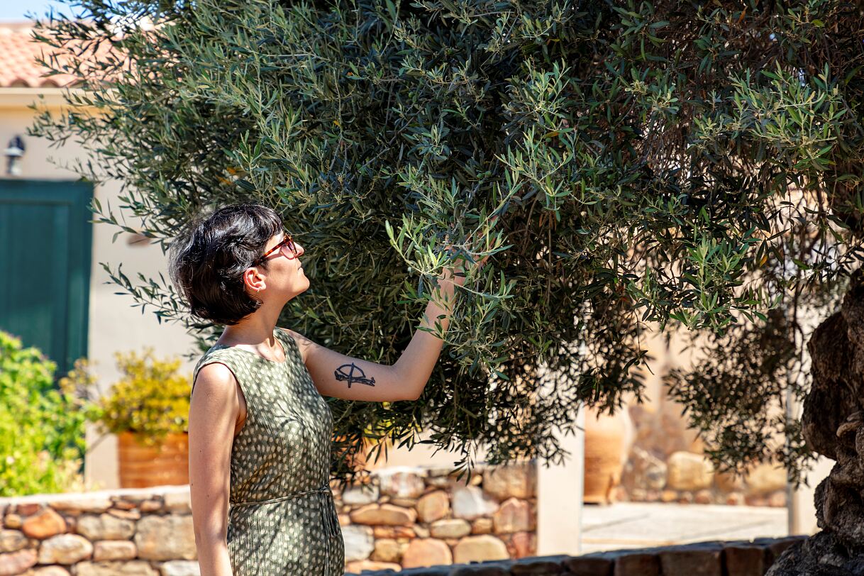 Der älteste Olivenbaum Kretas in Vouves