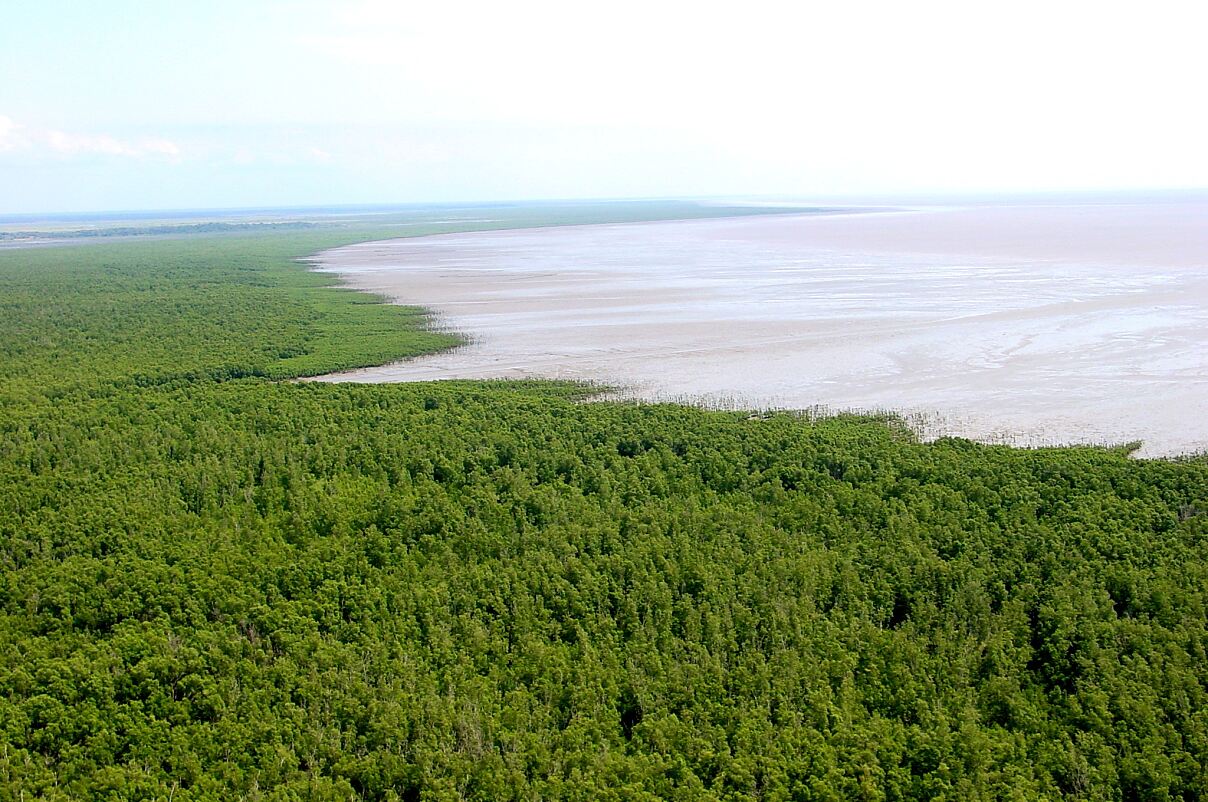 TUI Forest Mozambique - mangroves at the edge of the Bay