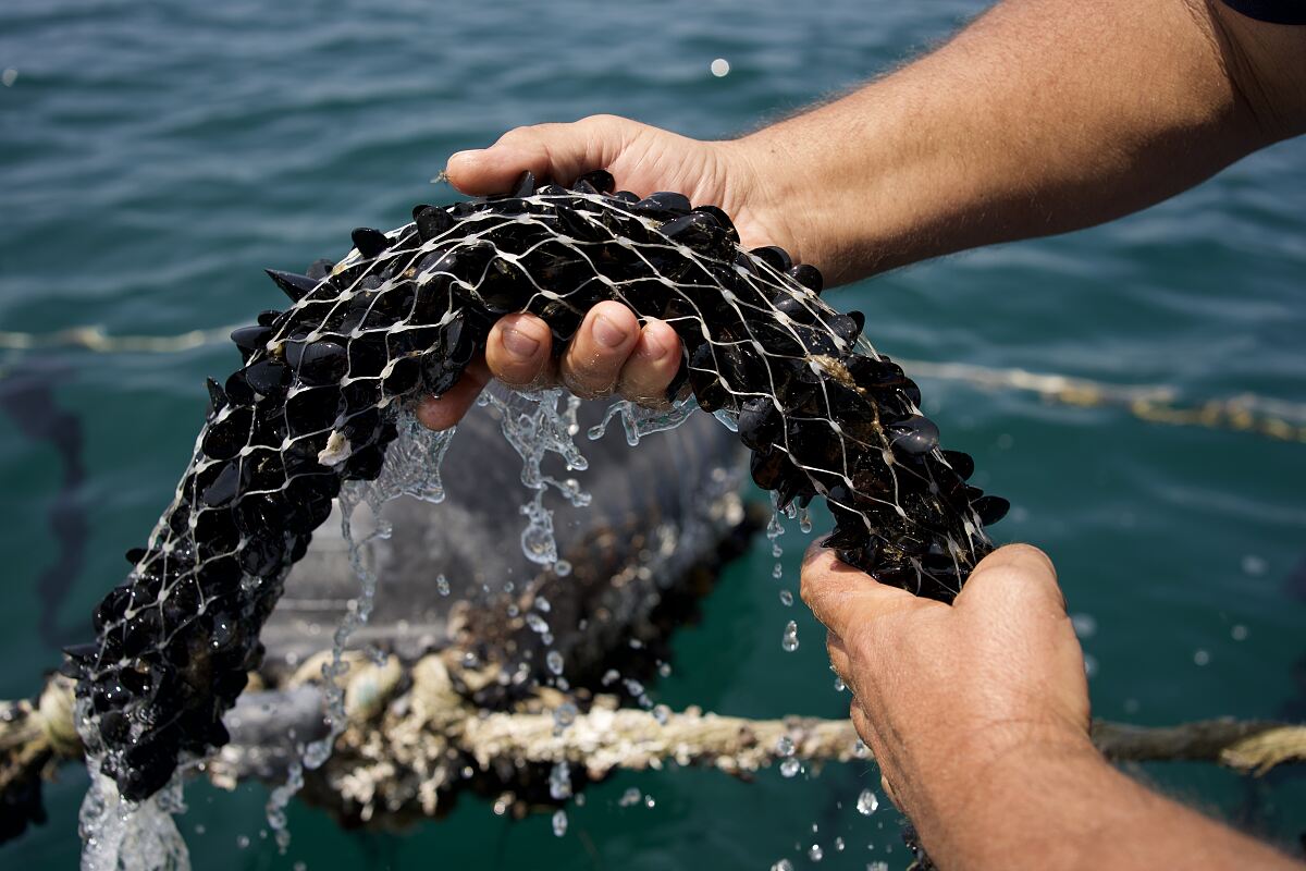 TUI Field to Fork Puglia - harvesting mussels