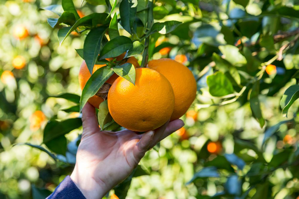 TUI Field to Fork Puglia - harvesting oranges