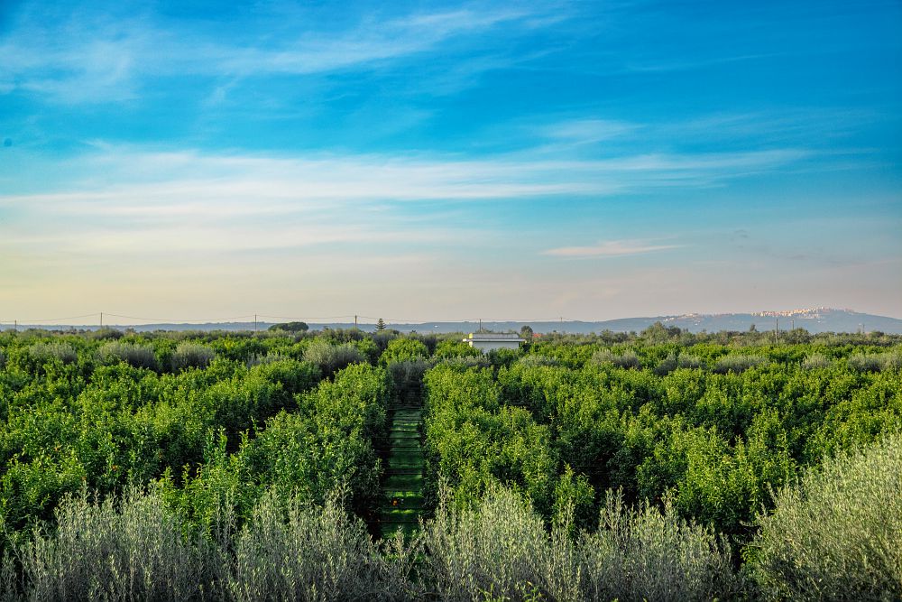 TUI Field to Fork Puglia - orange tree fields in participating farms