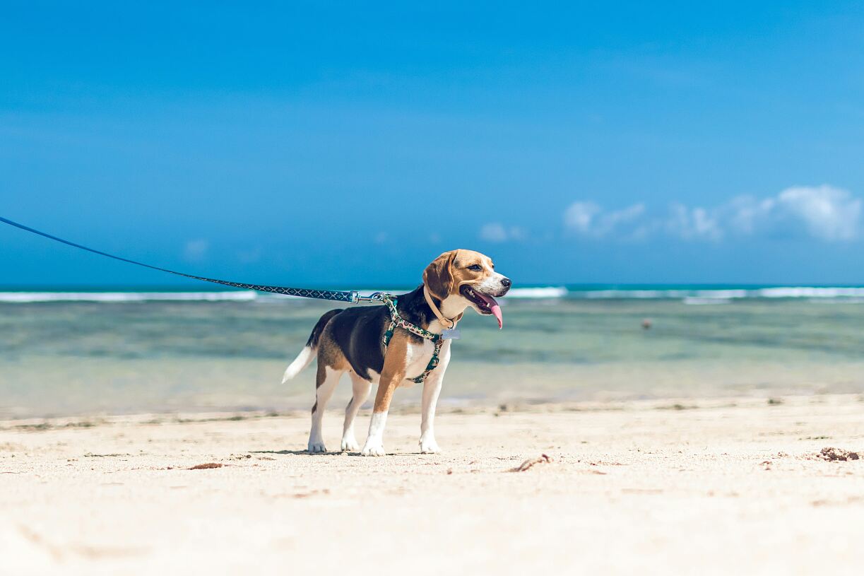 Raodtrip mit Hund: Die Top 15 hundefreundlichsten Länder in Europa