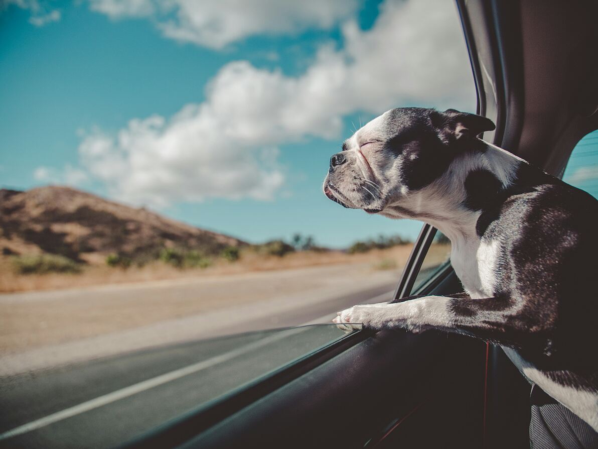 Raodtrip mit Hund: Die Top 15 hundefreundlichsten Länder in Europa