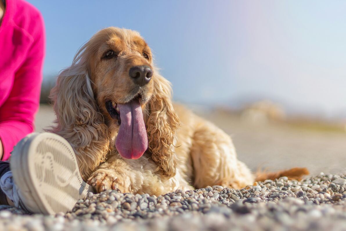 Raodtrip mit Hund: Die Top 15 hundefreundlichsten Länder in Europa