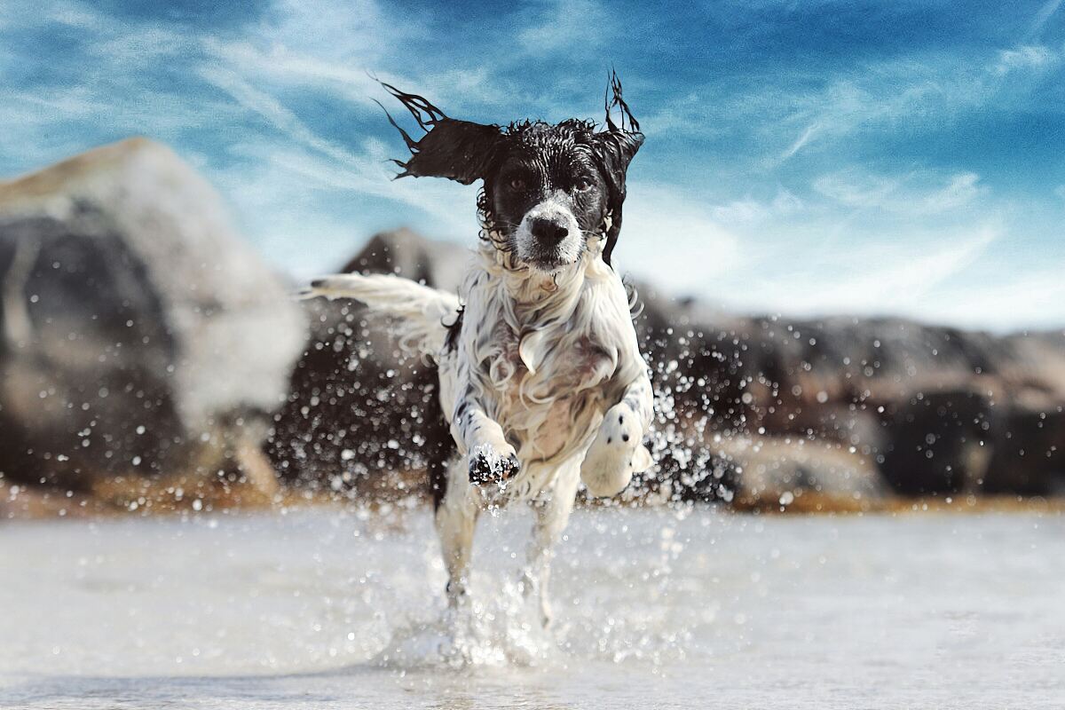 Raodtrip mit Hund: Die Top 15 hundefreundlichsten Länder in Europa
