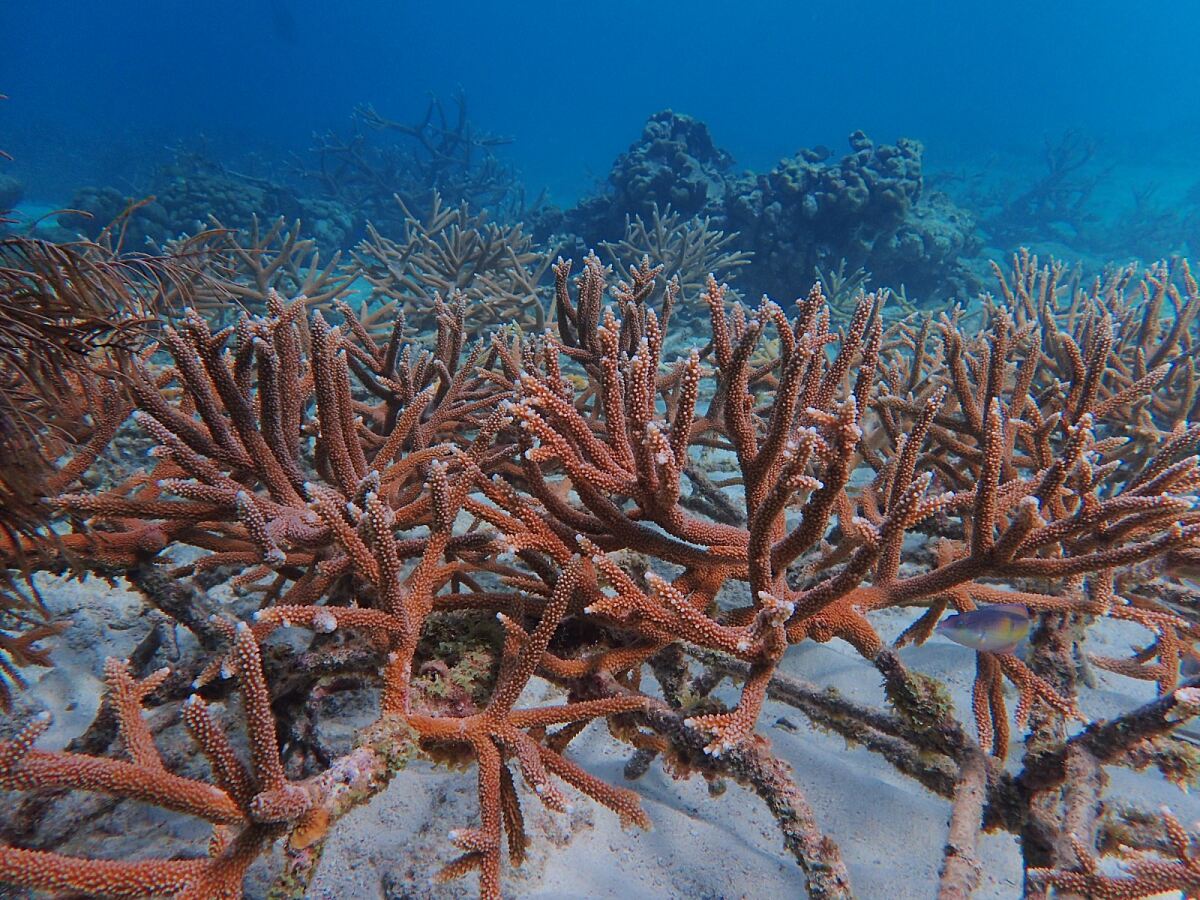 TUI Sea the Change Aruba
