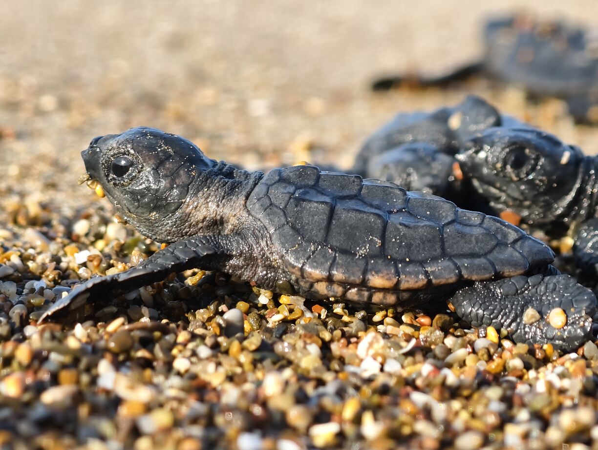 TUI Turtle Aid - Baby turtles released to sea after hatching