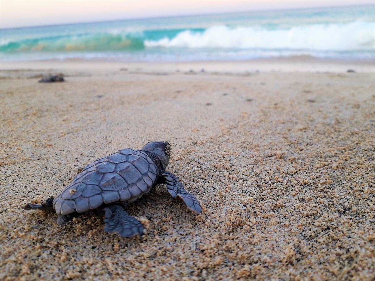 TUI Turtle Aid - Hatchling heading towards the sea in Cape Verde