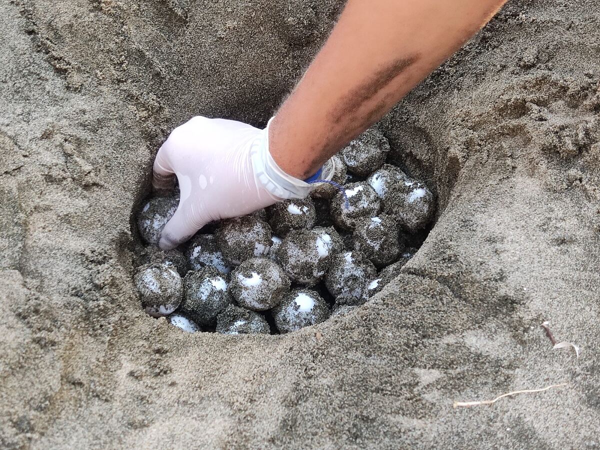 TUI Turtle Aid - relocation of turtle nest in Salerno, Italy