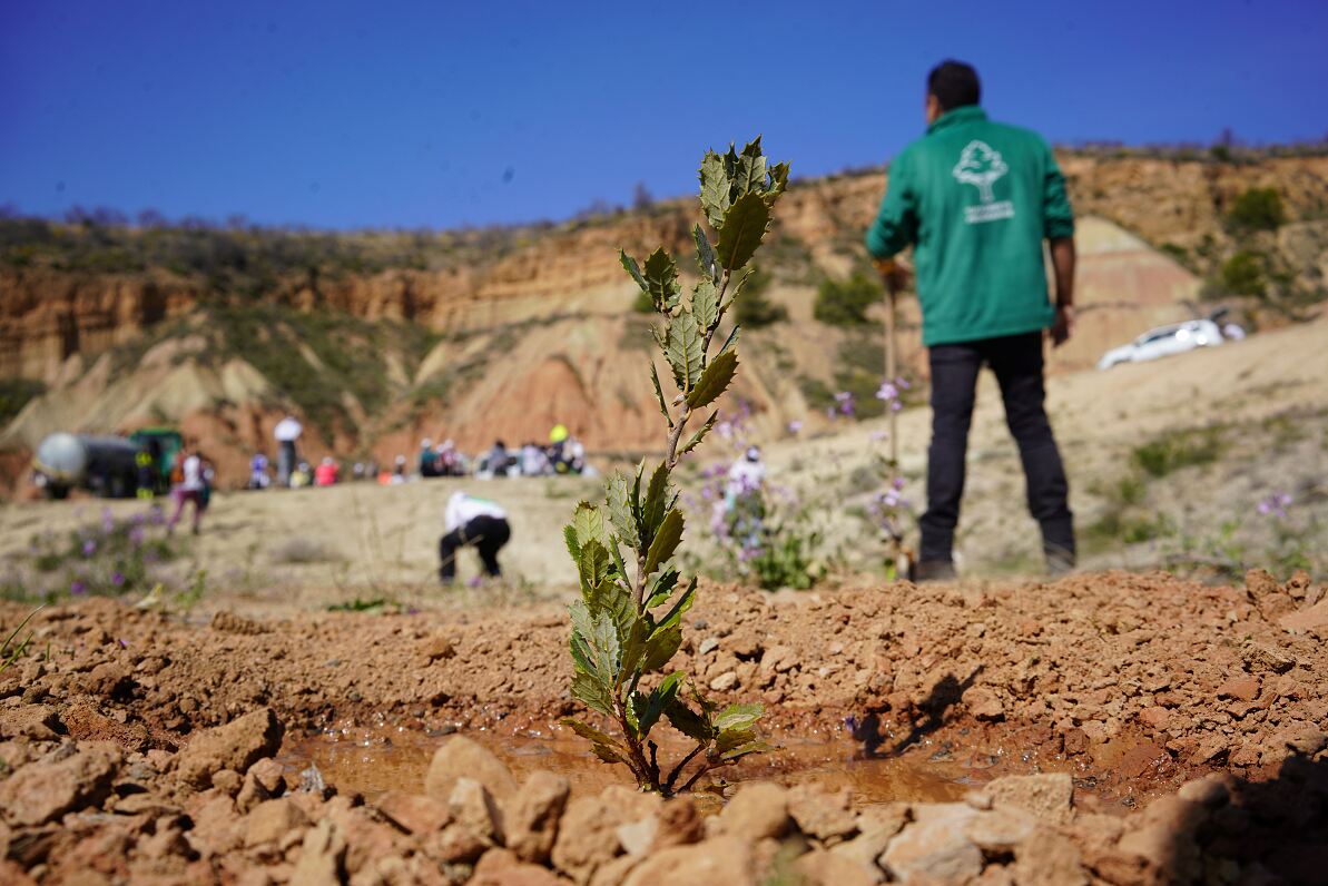 TUI Forest Navarra - View of newly planted sapling at the project location