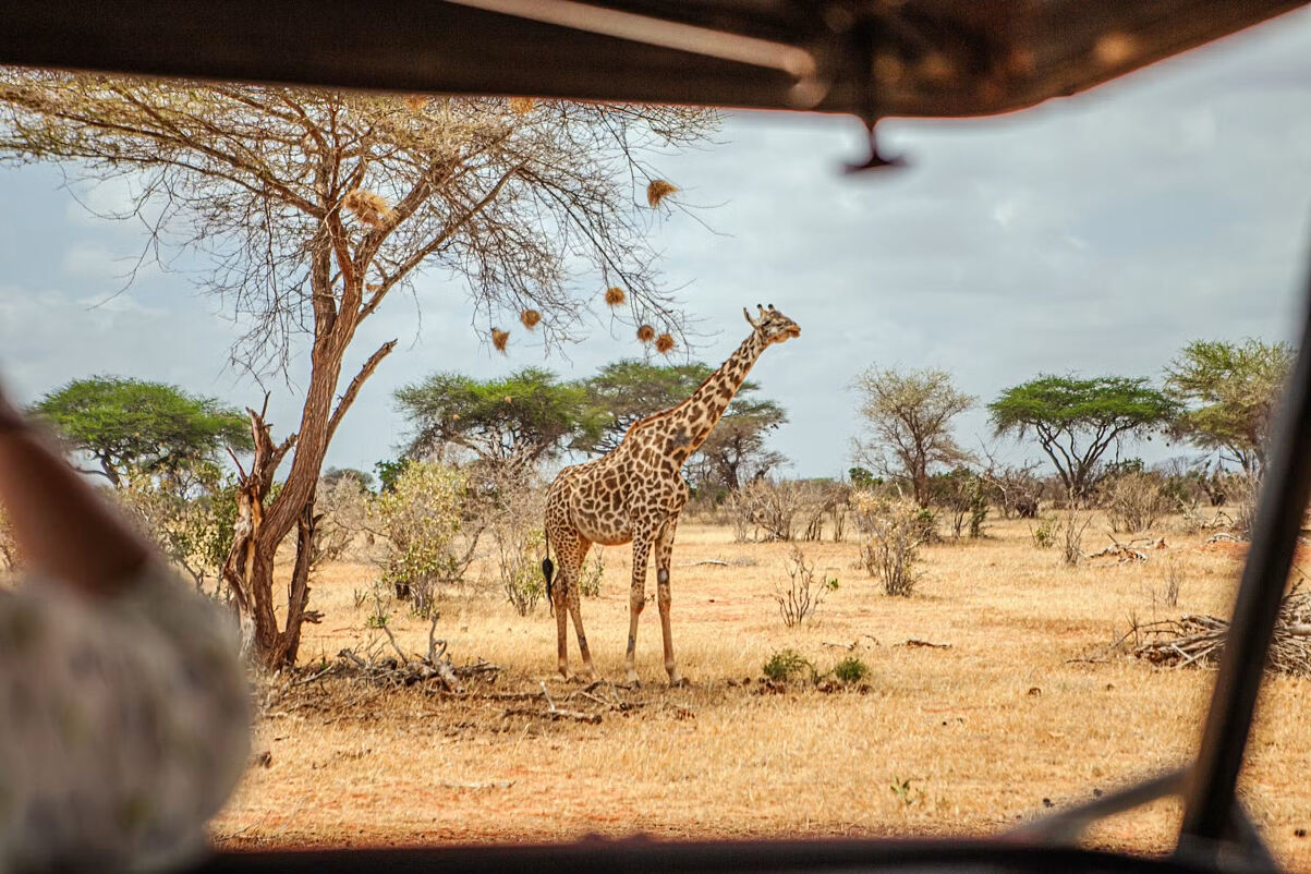 Zweitägige Wildtiersafari ab Mombasa mit Übernachtung in der Salt Lick Lodge
