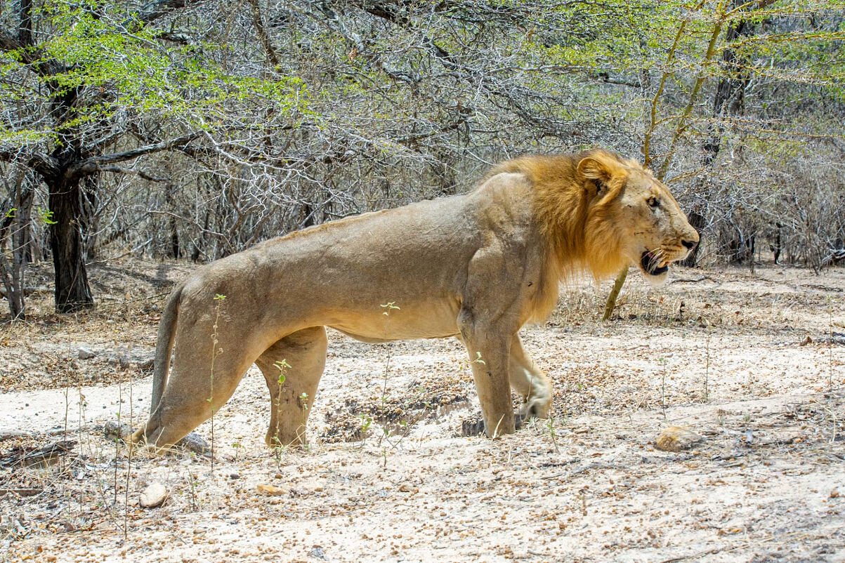Zweitägige Safari im Nyerere-Nationalpark mit Buschwanderung und Bootsfahrt