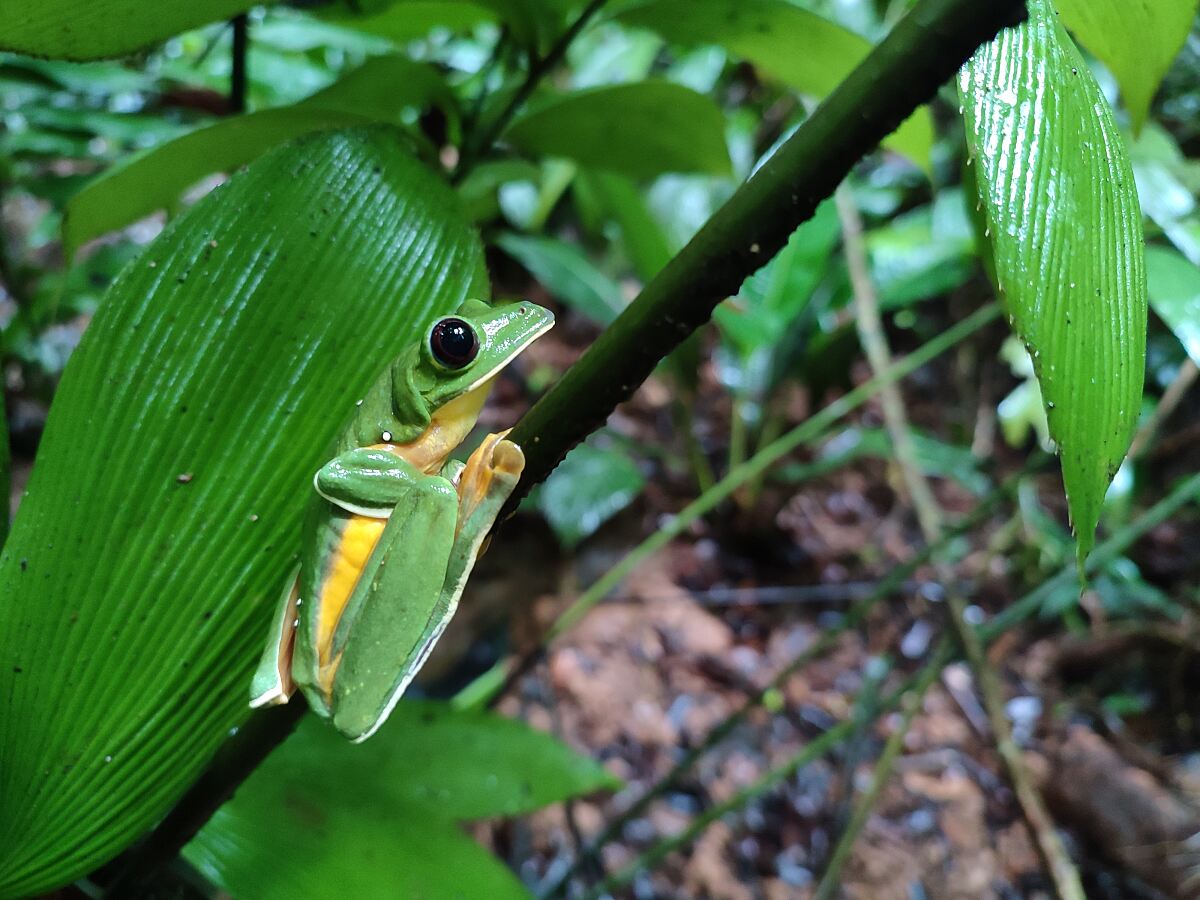TUI Wildlife Costa Rica - Agalychis spurelli frog
