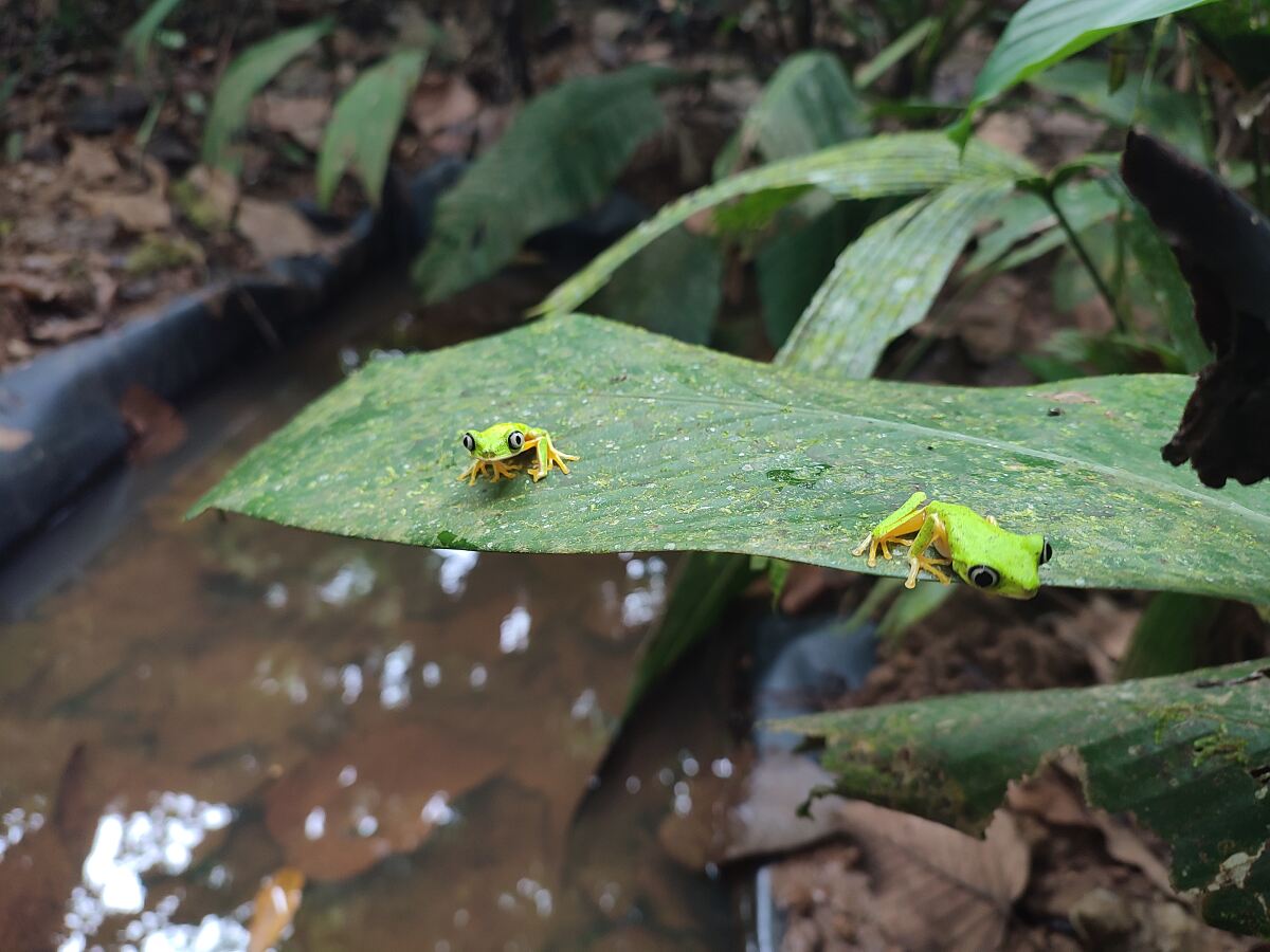 TUI Wildlife Costa Rica - Lemur leaf frogs