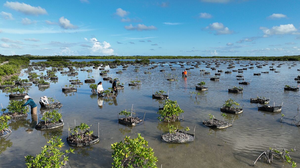 TUI Wildlife Mexico: Mangrovenpflanzung im Biosphärenreservat Sian Kaan