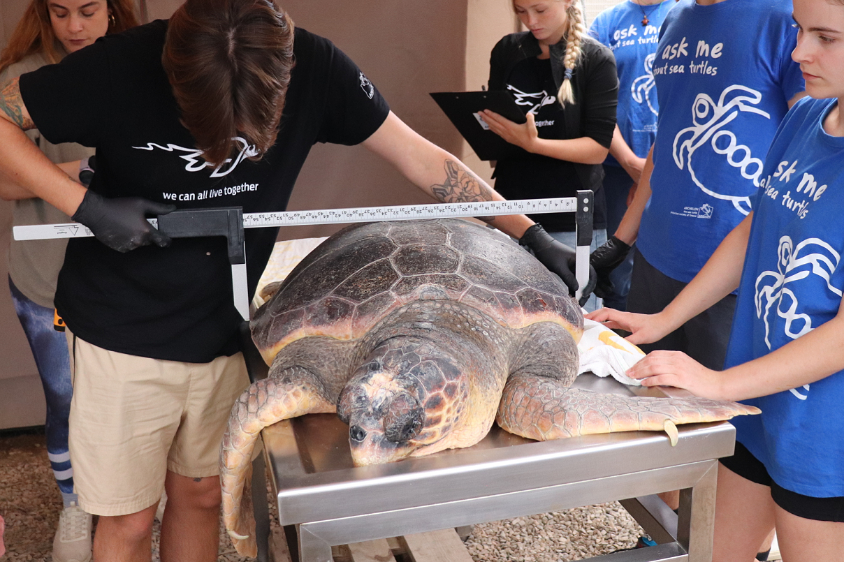 TUI Turtle Aid Greece - Triton, eine ausgewachsene Meeresschildkröte, die im Rahmen des Programms beobachtet wird