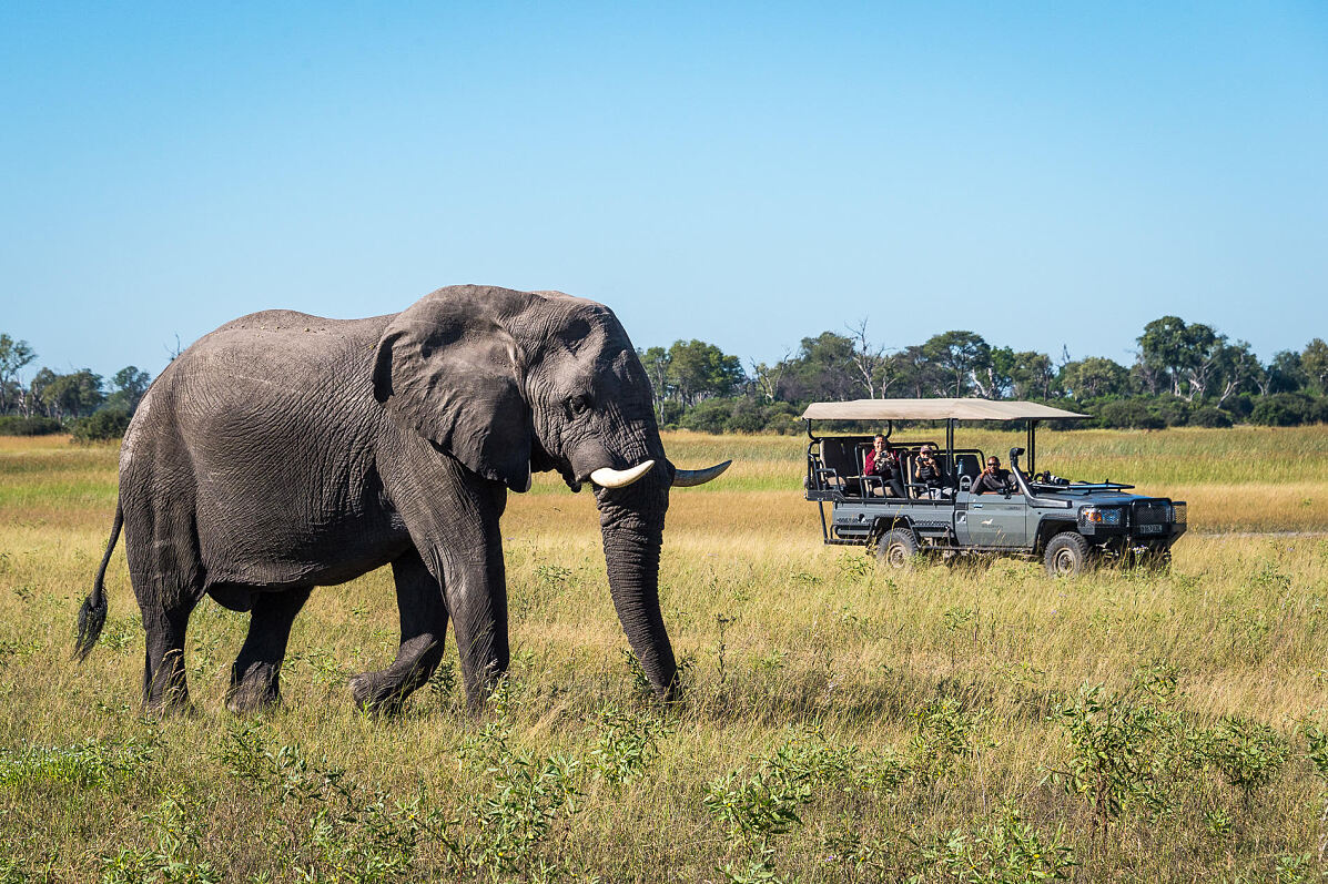 Exklusive Safaris und Tierbeobachtungen wie bei der Übernachtung im Duma Tau Camp in Botswana stehen bei airtours-Gästen hoch im Kurs.