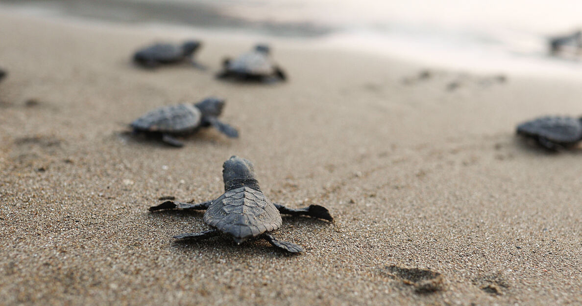 Als eines der wichtigsten Umweltprogramme der TUI Care Foundation zielt das TUI Turtle Aid Programm darauf ab, neugeborene Schildkröten u.a. auf den Kapverden zu schützen.