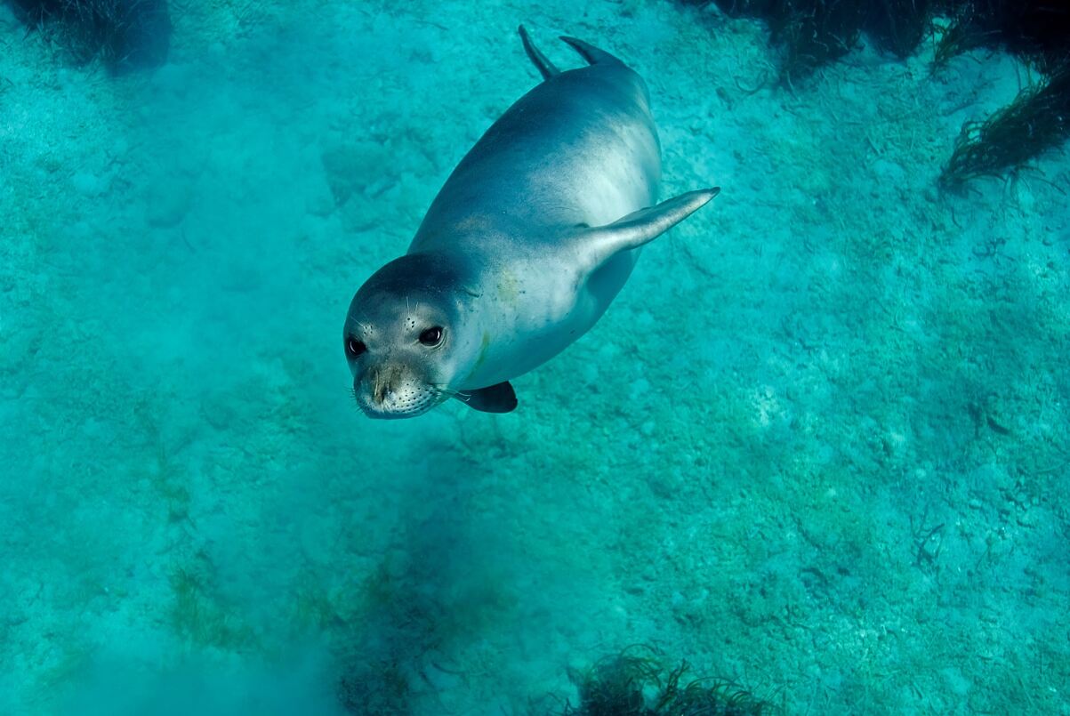 The Mediterranean monk seal