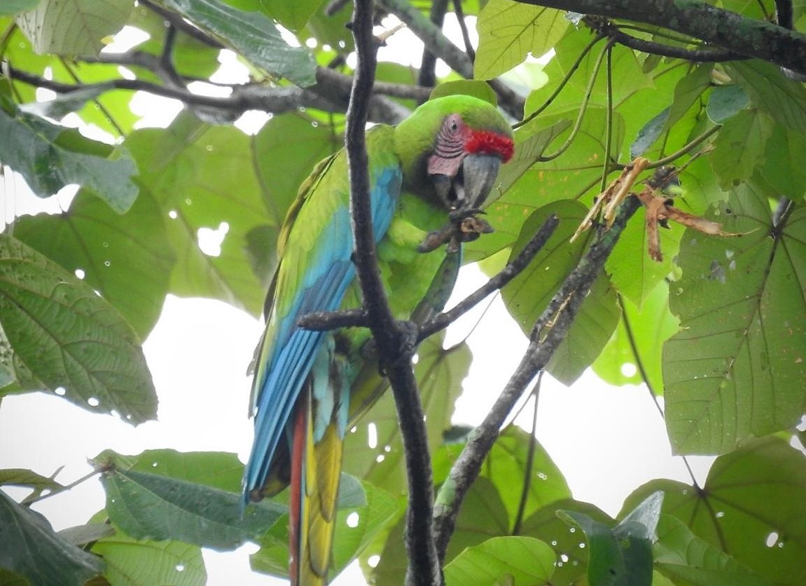 TUI Wildlife Costa Rica - Great Green Macaw