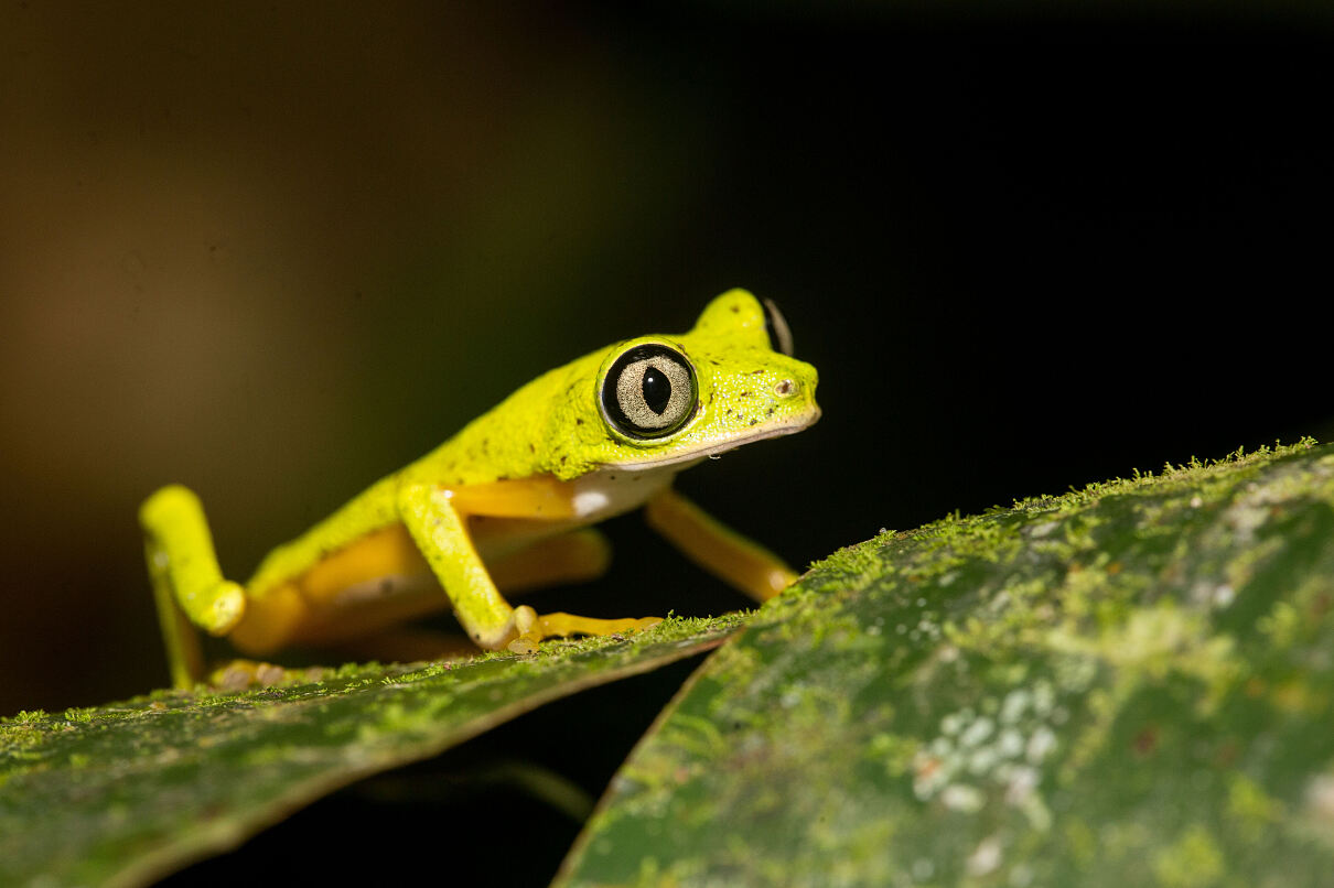 TUI Wildlife Costa Rica - Lemur Leaf Frog