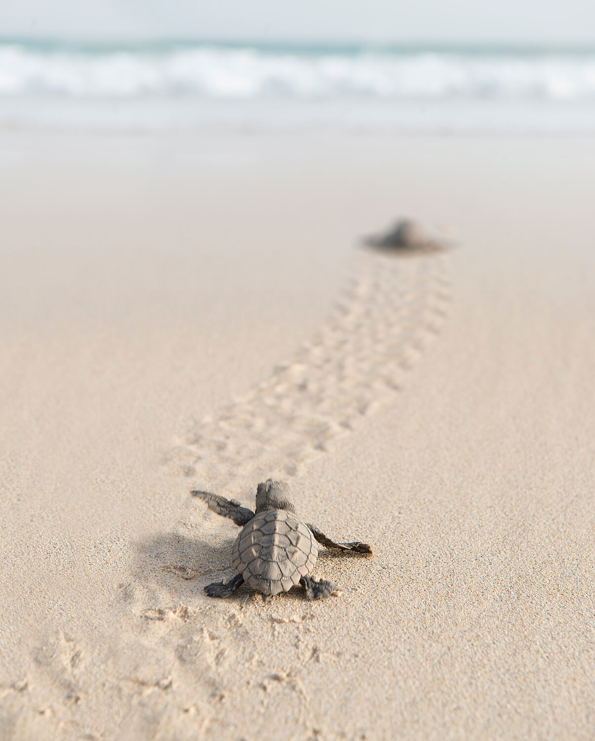 TUI Turtle Aid Cape Verde