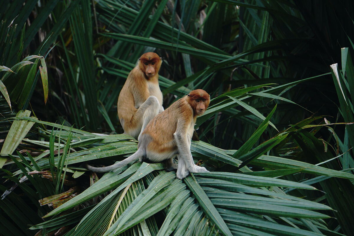 Nasenaffen im TUI Forest Borneo