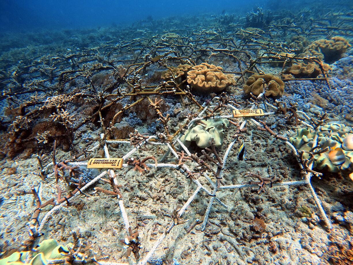 Coral reef stars