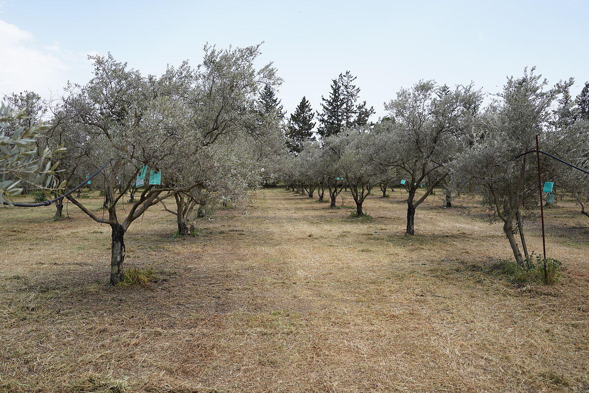 TUI Field to Fork Zypern