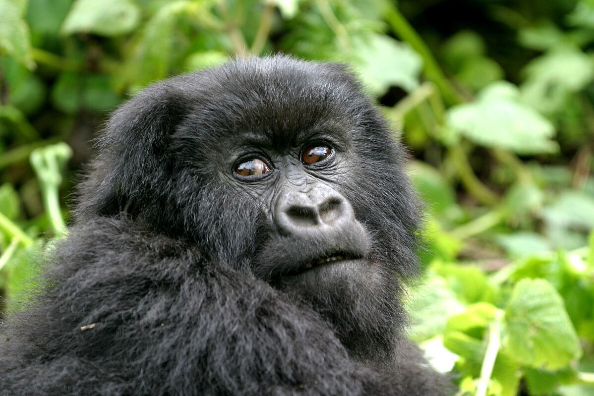 TUI Wildlife Rwanda 5
