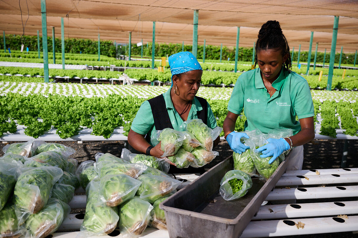 TUI Field to Fork Cape Verde - Milots hydroponic farm in Sal is receiving visitors