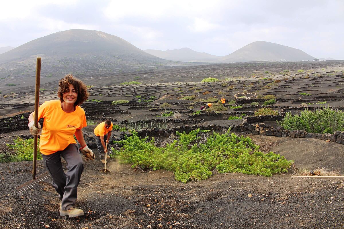 TUI Field to Fork Lanzarote - the project location in La Gerias vineyards is visitable