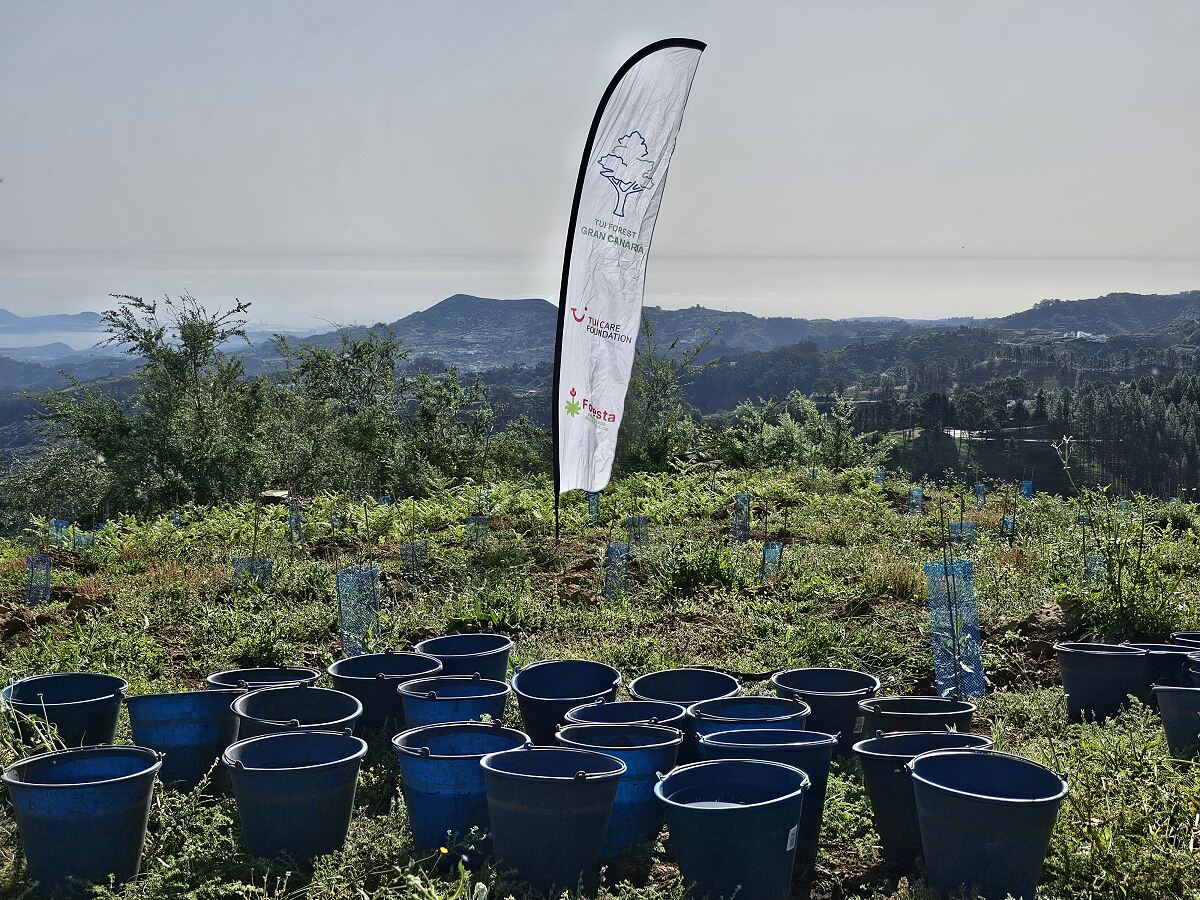 Trees being planted in the TUI Forest in Gran Canaria through the help of donations